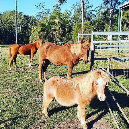 Palmwoods Cabin Country Retreat Paskins Farm מראה חיצוני תמונה
